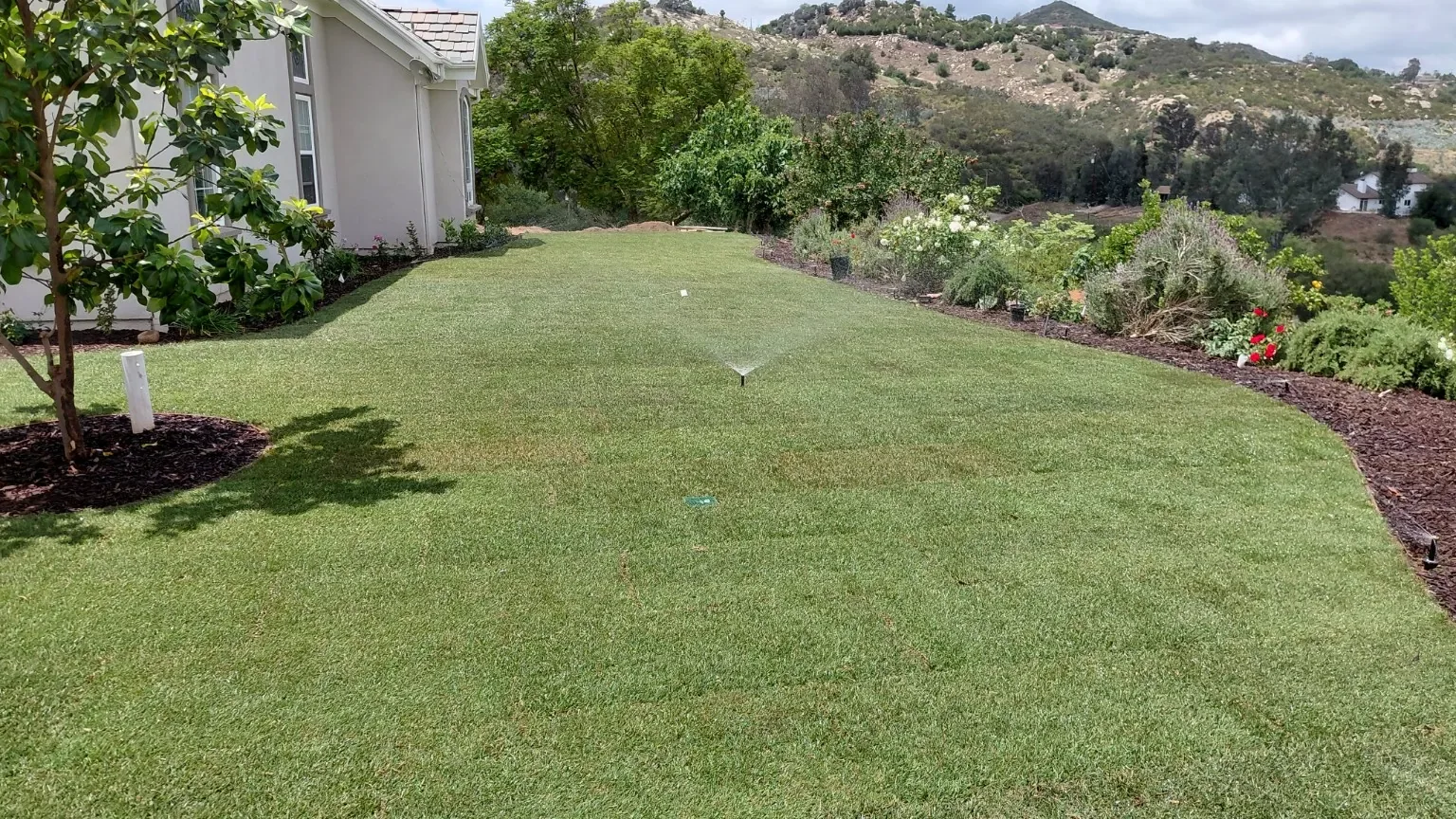 Finished lawn: Lawn and planting beds around a backyard sprinkler zone.