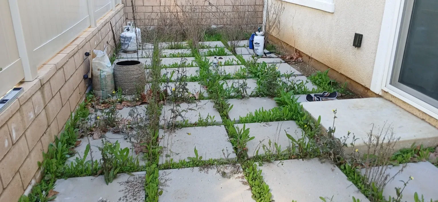 Before: Weeds growing between the existing walkway pavers.