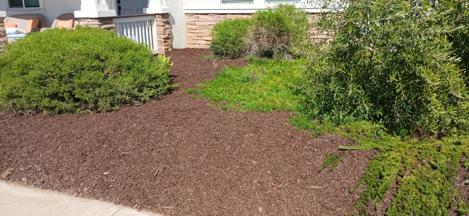 The front planting bed after fresh brown mulch was installed around the existing shrubs and tree.