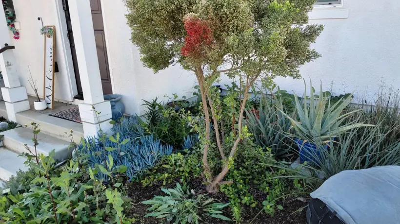 Established plants at the entry before the bed refresh.