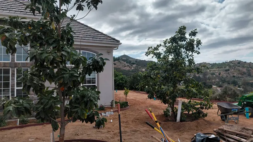 Preparing the ground around established landscape trees.