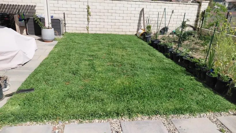 Mown lawn beside the patio and potted vegetable garden.