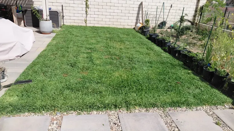 Another view of the lawn after mowing.