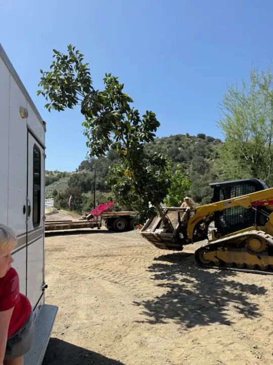 Moving a landscape tree into position with compact equipment.