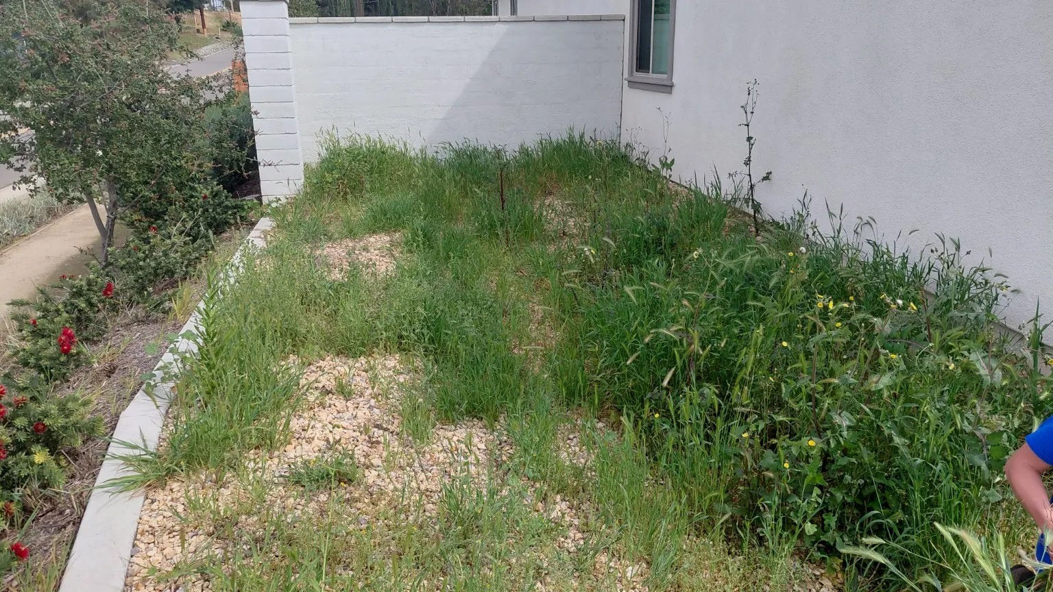 Before: Weeds and overgrowth in the same gravel bed before cleanup.