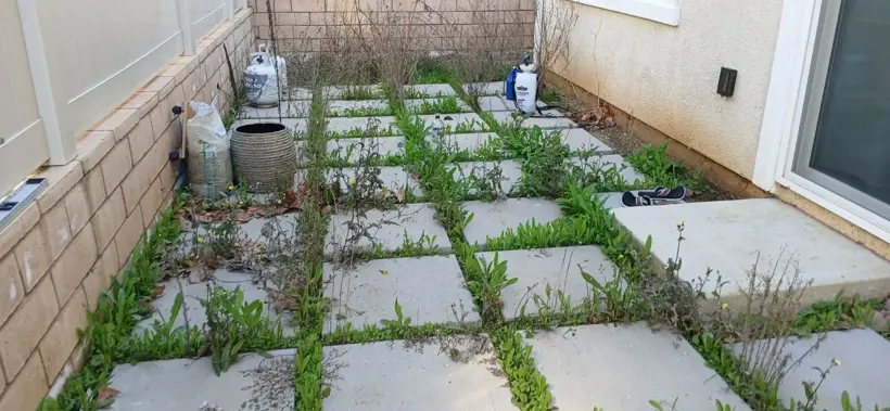 Weeds growing between the existing walkway pavers.