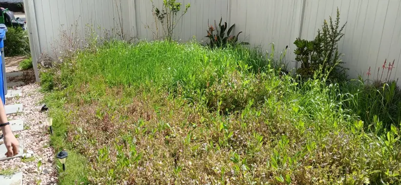 Overgrowth in the fenced corner before cleanup.
