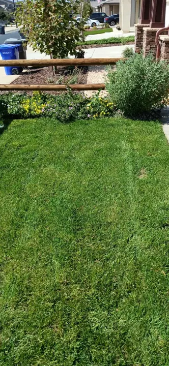 A close view of a maintained lawn.
