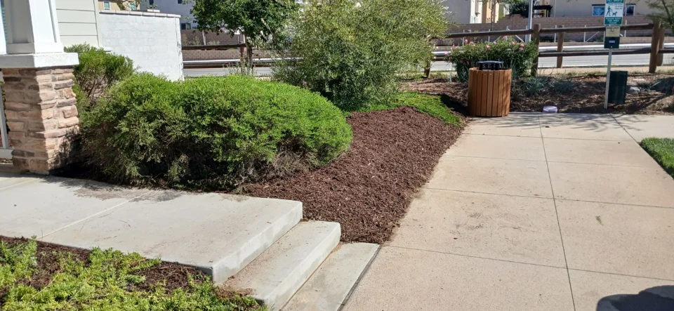 Fresh brown mulch around the existing shrubs beside the front entry and walkway.