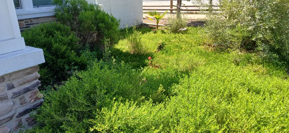 The entry planting bed before the mulch refresh, viewed from the porch corner.